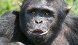 Video: Tinh tinh dùng cành cây 'diệt gọn' máy bay không người lái